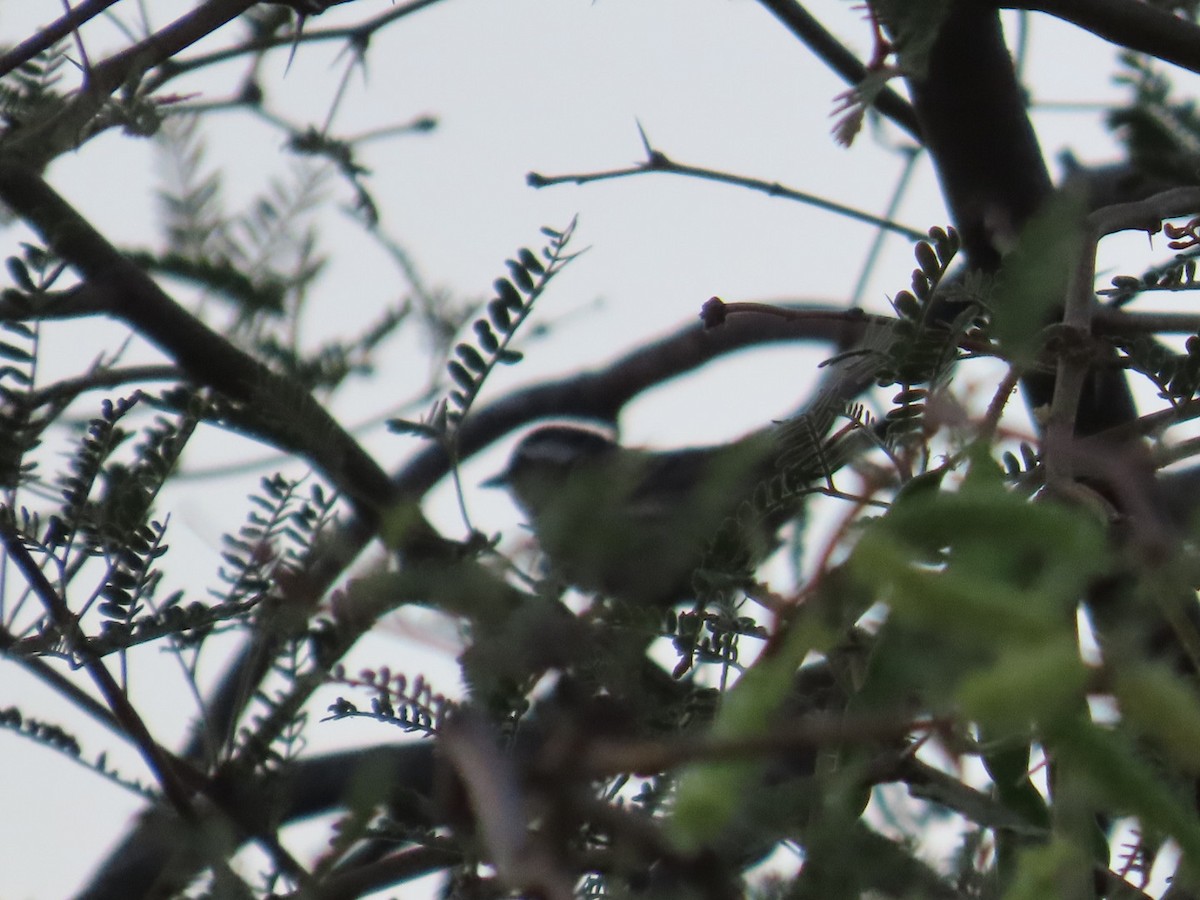 Black-throated Gray Warbler - Edward Raynor