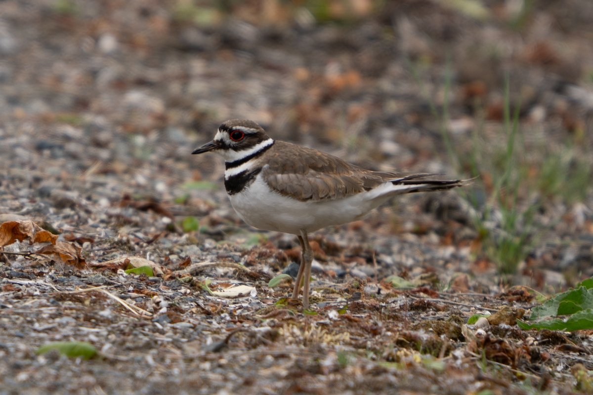 Killdeer - ML619604021