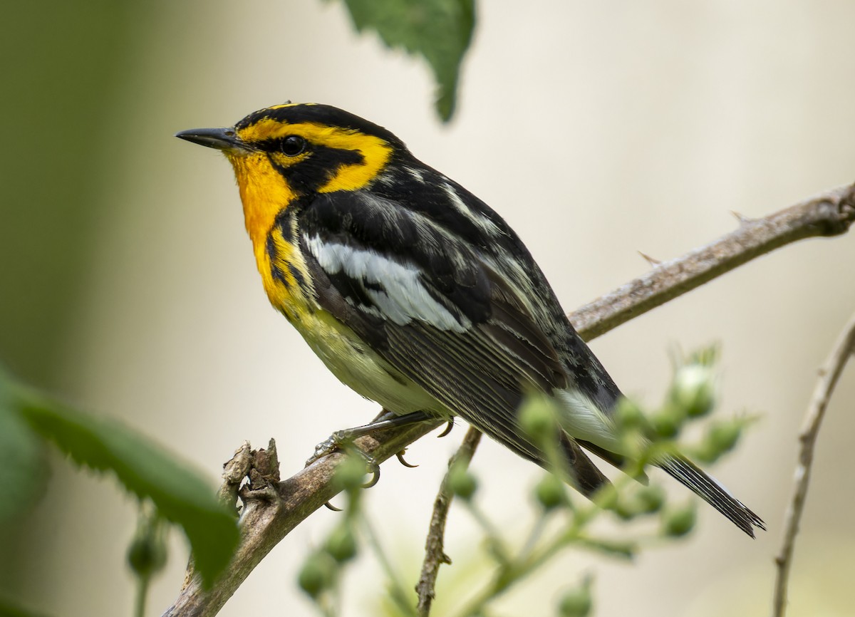 Blackburnian Warbler - Anonymous