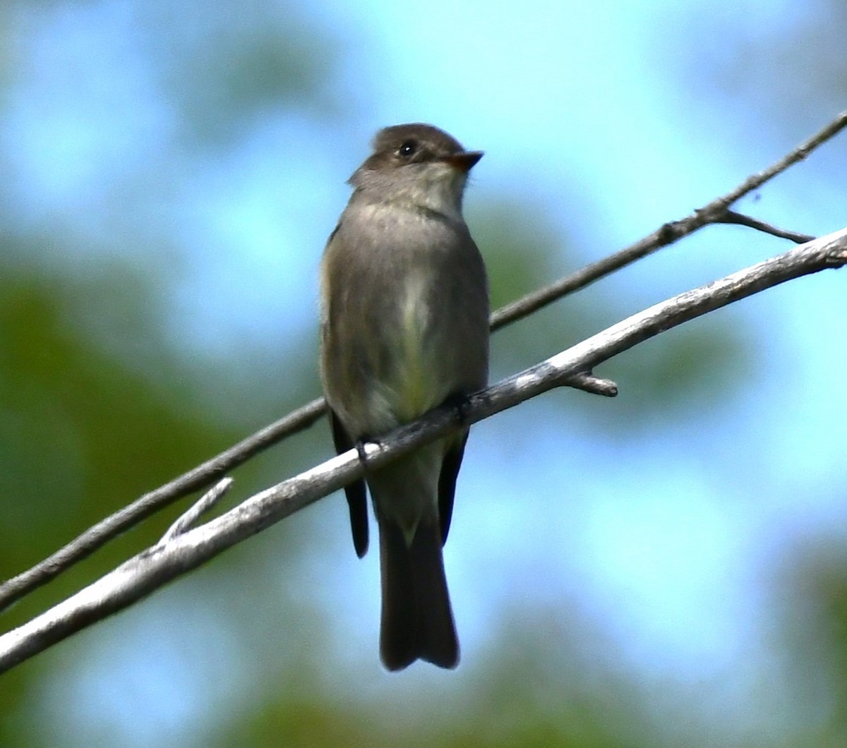 Western Wood-Pewee - Elke Davis