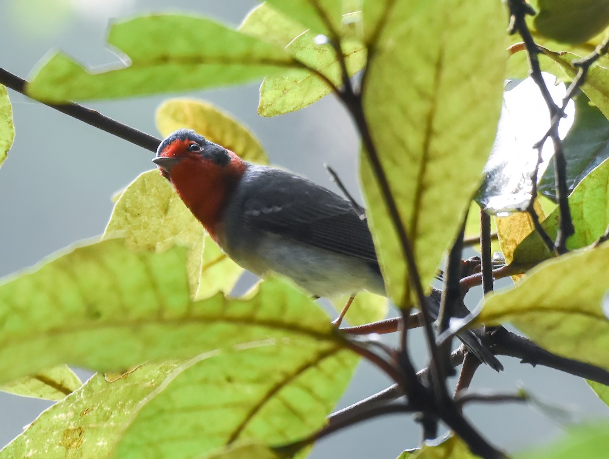 Red-faced Warbler - Mauricio López