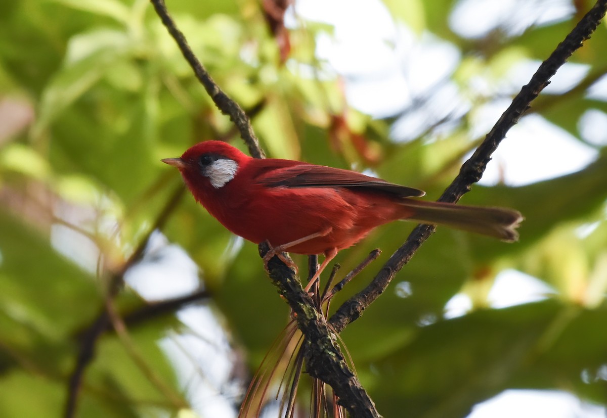 Red Warbler - Mauricio López