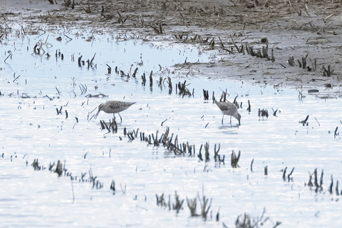 Stilt Sandpiper - Charlie Arp