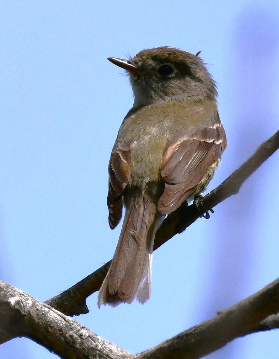 Dusky Flycatcher - Elke Davis