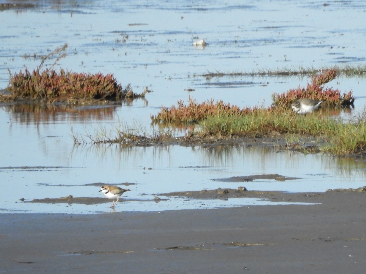 Two-banded Plover - inés otero
