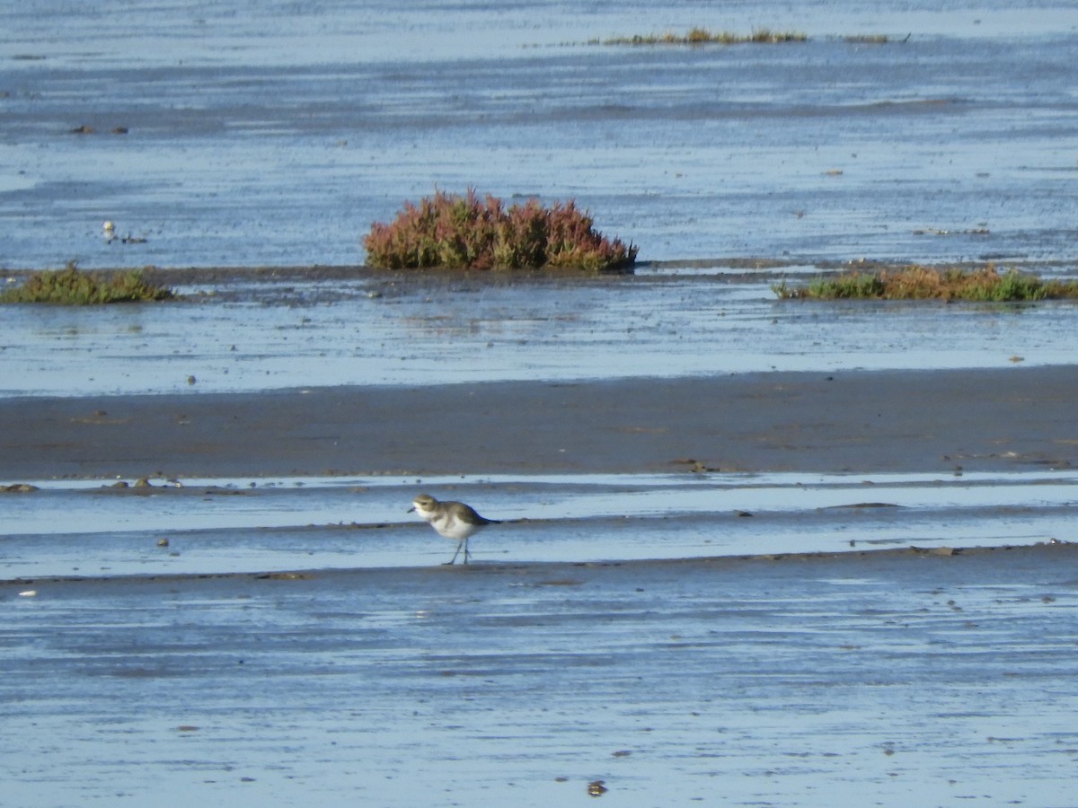 Two-banded Plover - ML619604043
