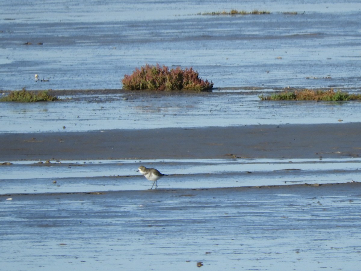 Two-banded Plover - inés otero