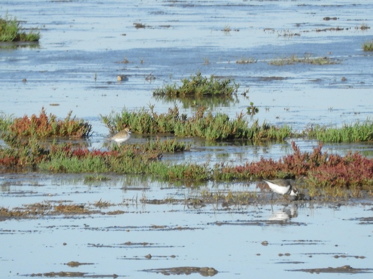 Two-banded Plover - ML619604044