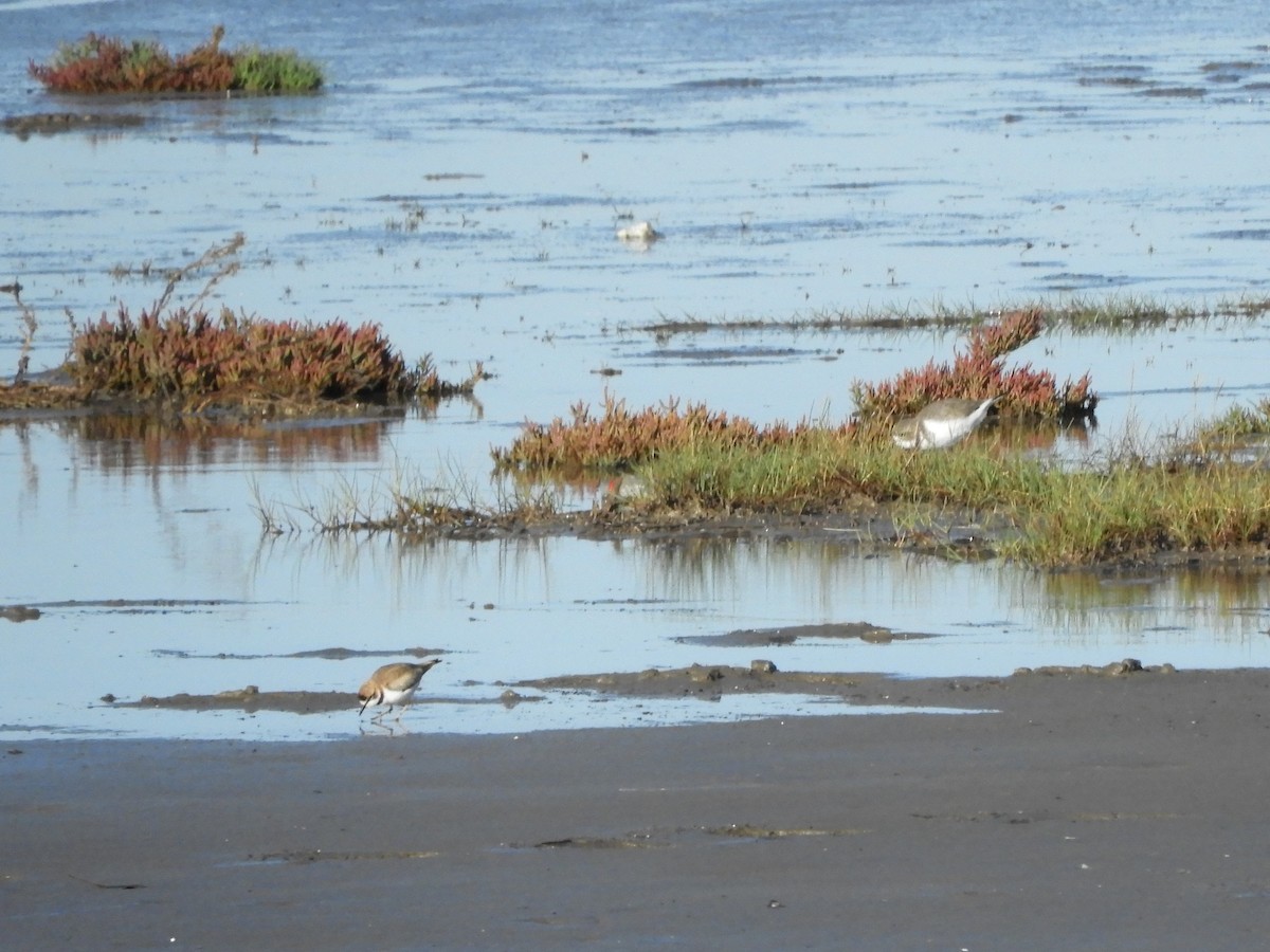 Two-banded Plover - ML619604045
