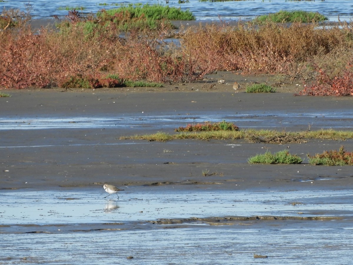 Two-banded Plover - inés otero