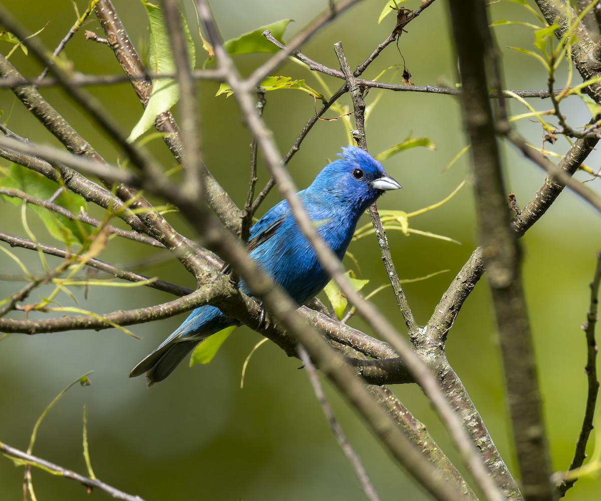 Indigo Bunting - Anonymous