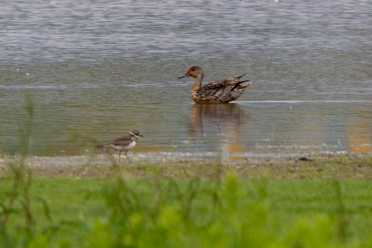 Northern Pintail - Dan Murray