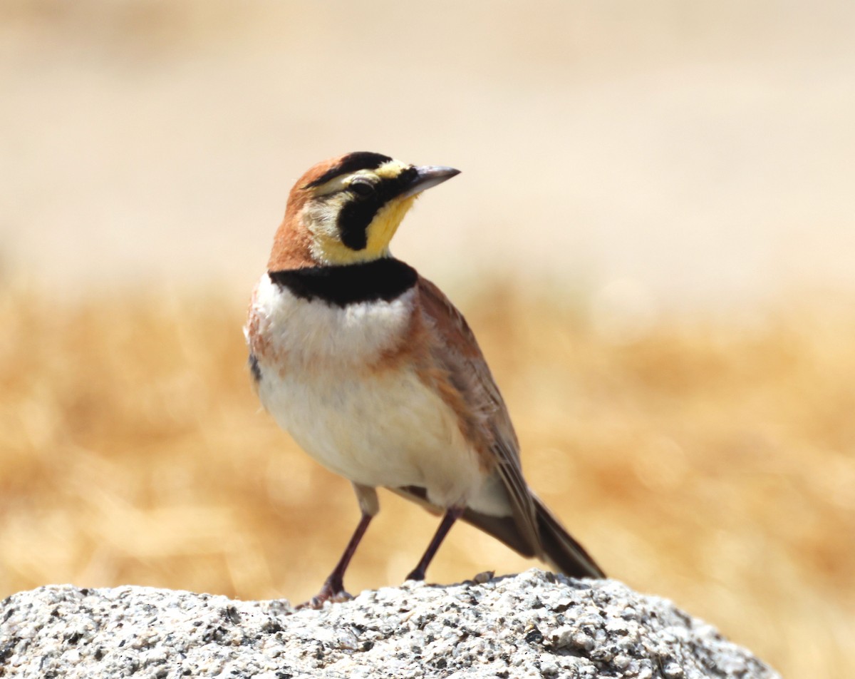 Horned Lark - Greg Cross