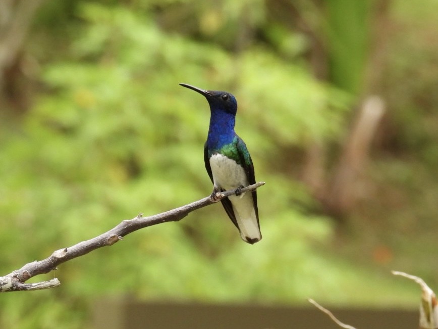 Colibrí Nuquiblanco - ML619604067