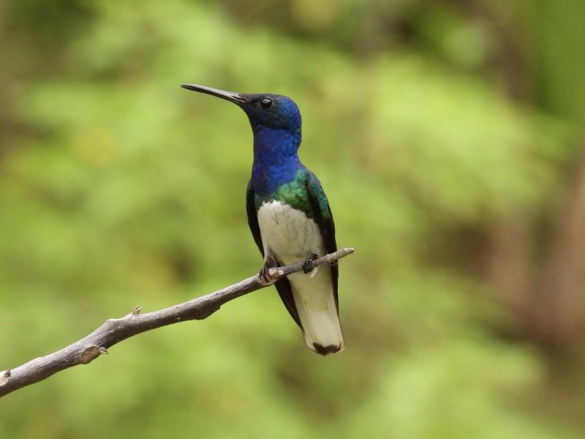 White-necked Jacobin - Tiffany Erickson