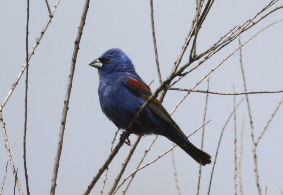 Blue Grosbeak - Greg Cross