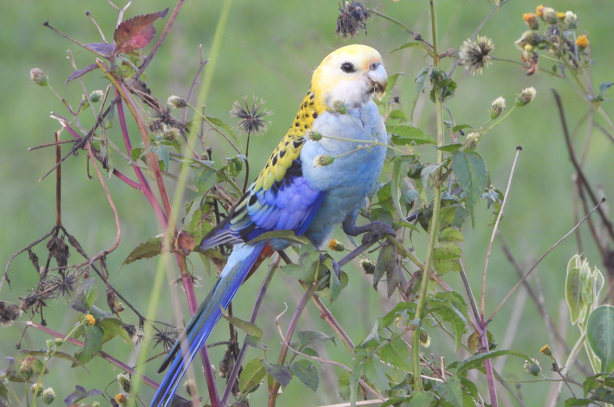 Pale-headed Rosella - Alfred McLachlan-Karr