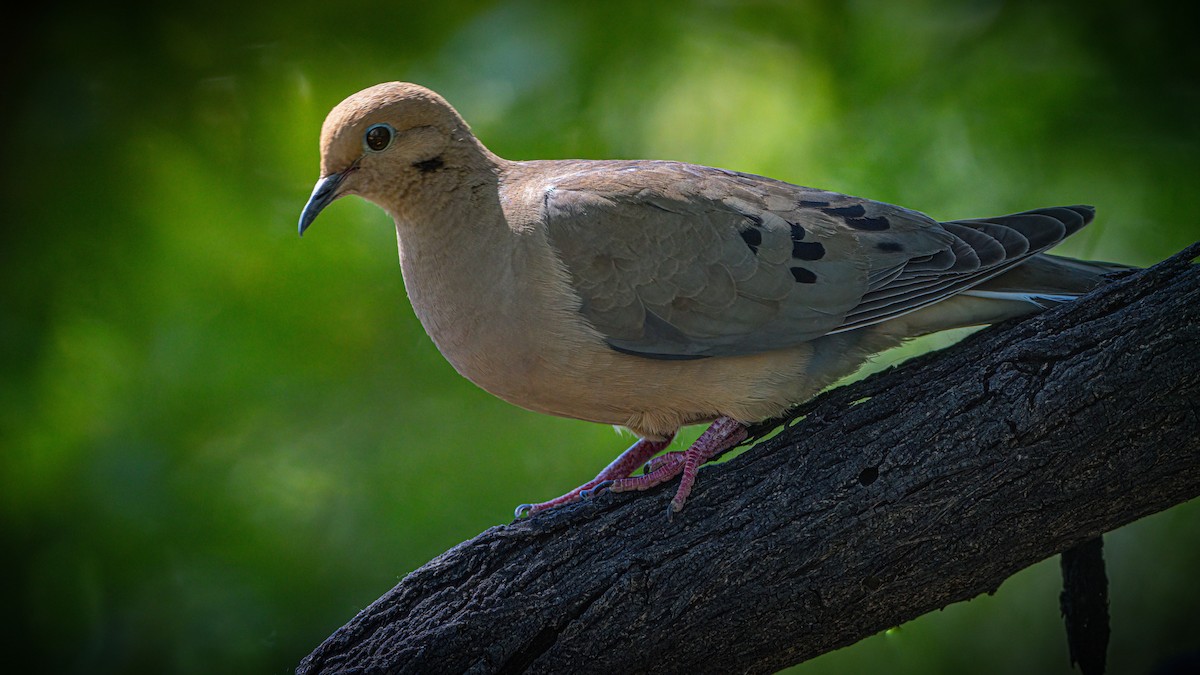 Mourning Dove - Michael McGovern