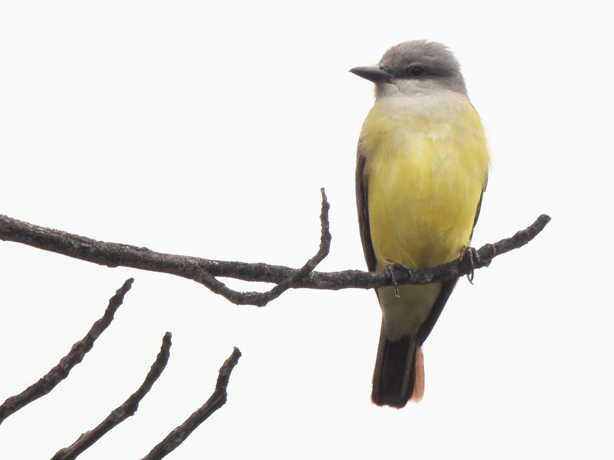 Western Kingbird - Kiandra Mitchell