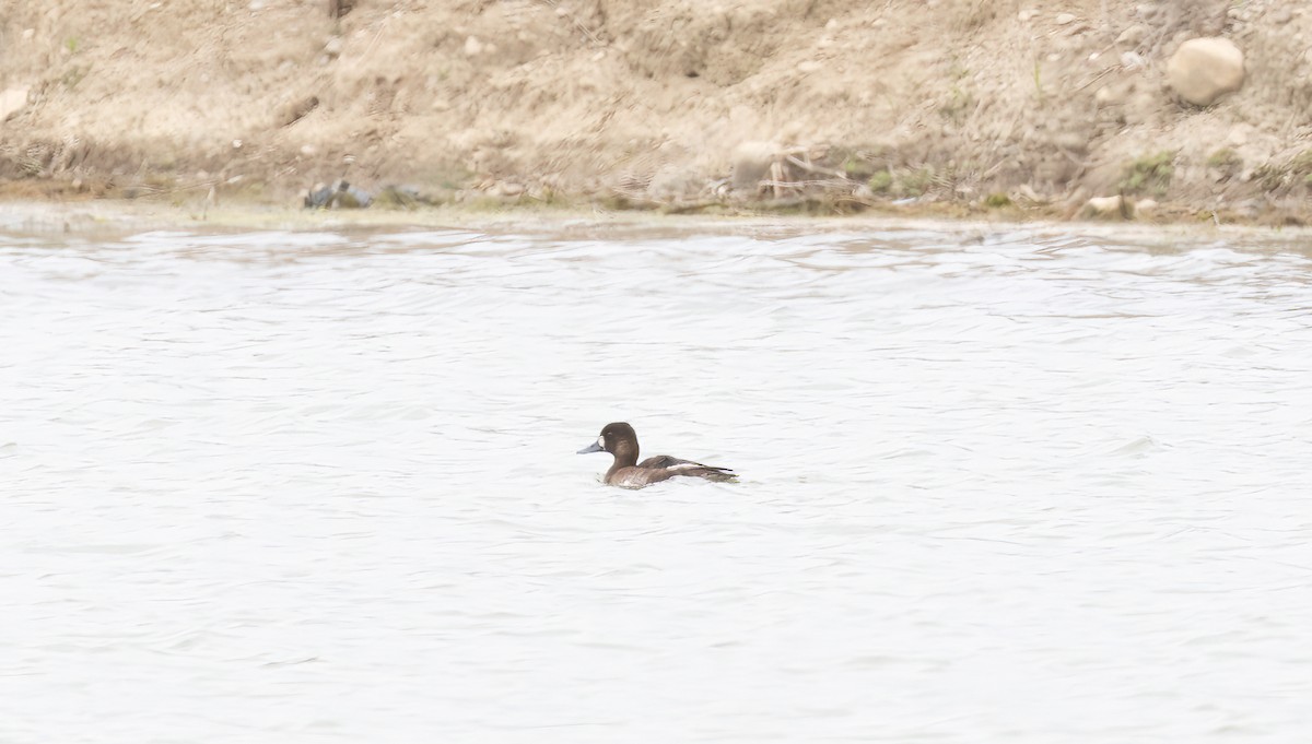 Lesser Scaup - ML619604102