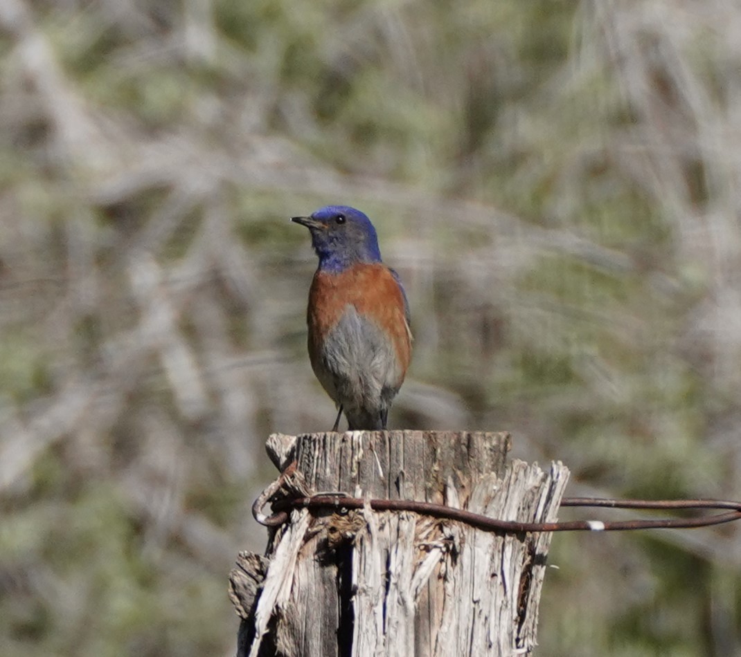 Western Bluebird - linda p