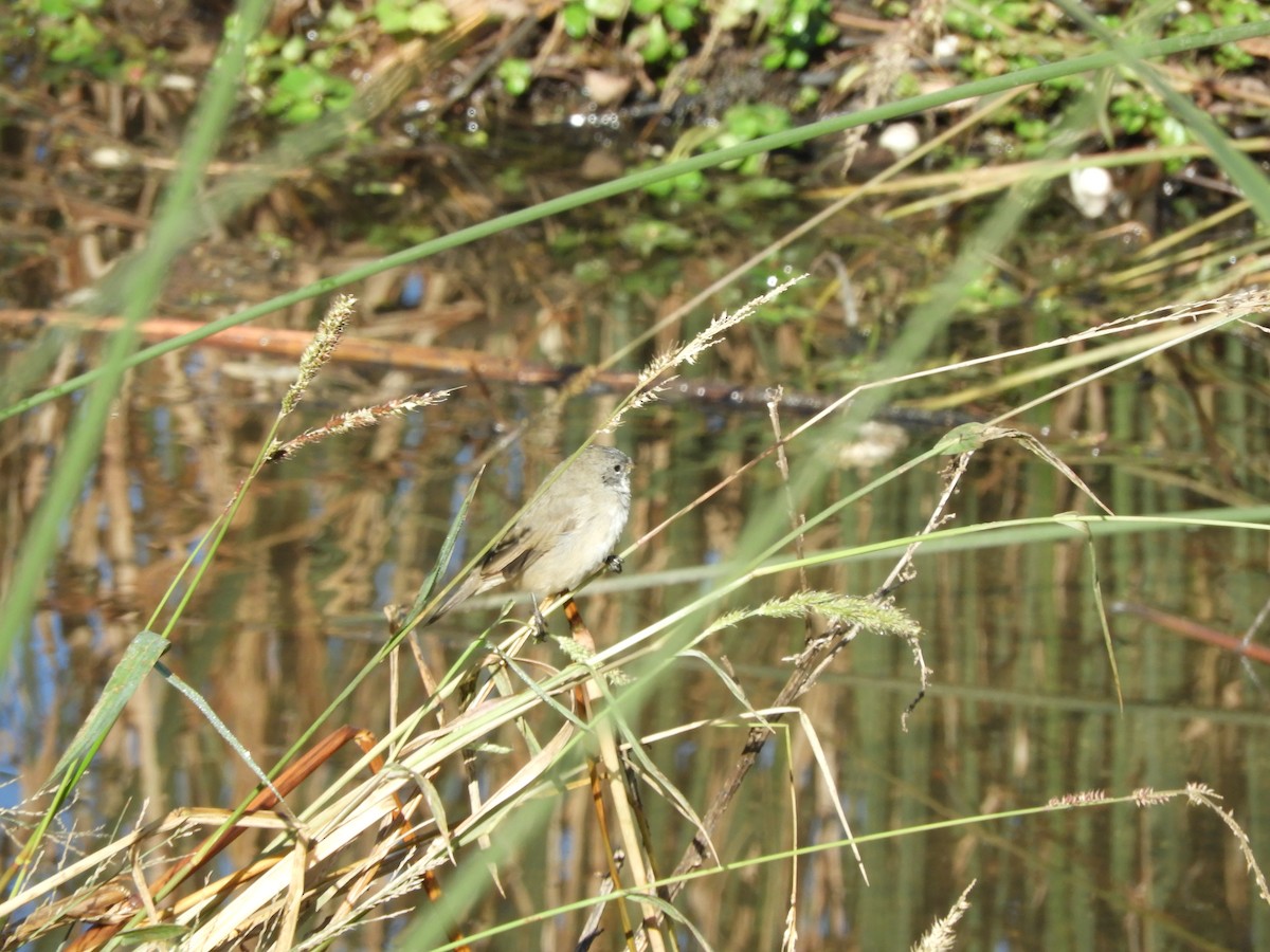 Sooty Tyrannulet - inés otero