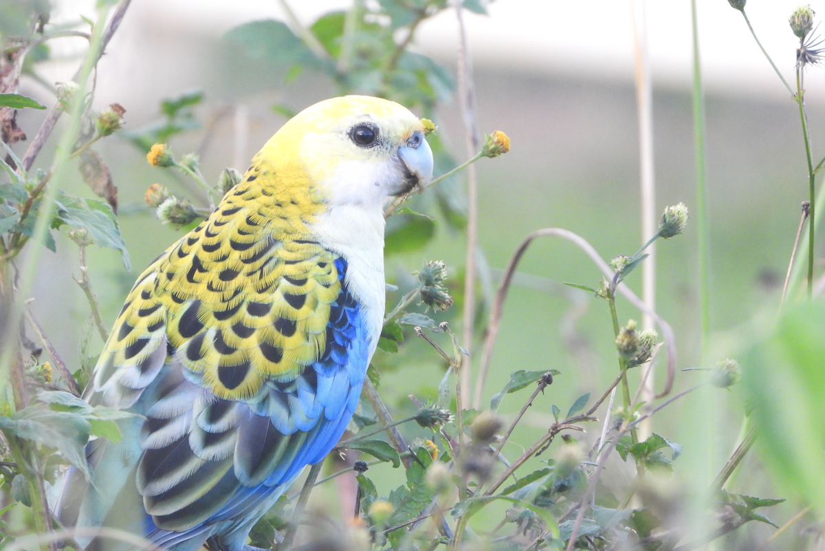 Pale-headed Rosella - Alfred McLachlan-Karr