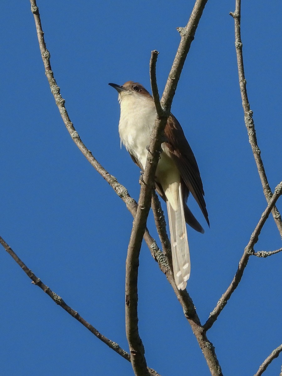 Black-billed Cuckoo - Ellen Star