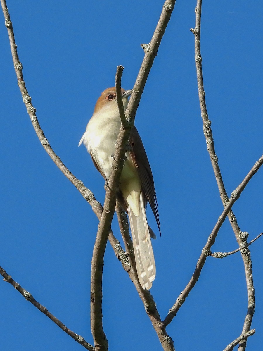 Black-billed Cuckoo - Ellen Star