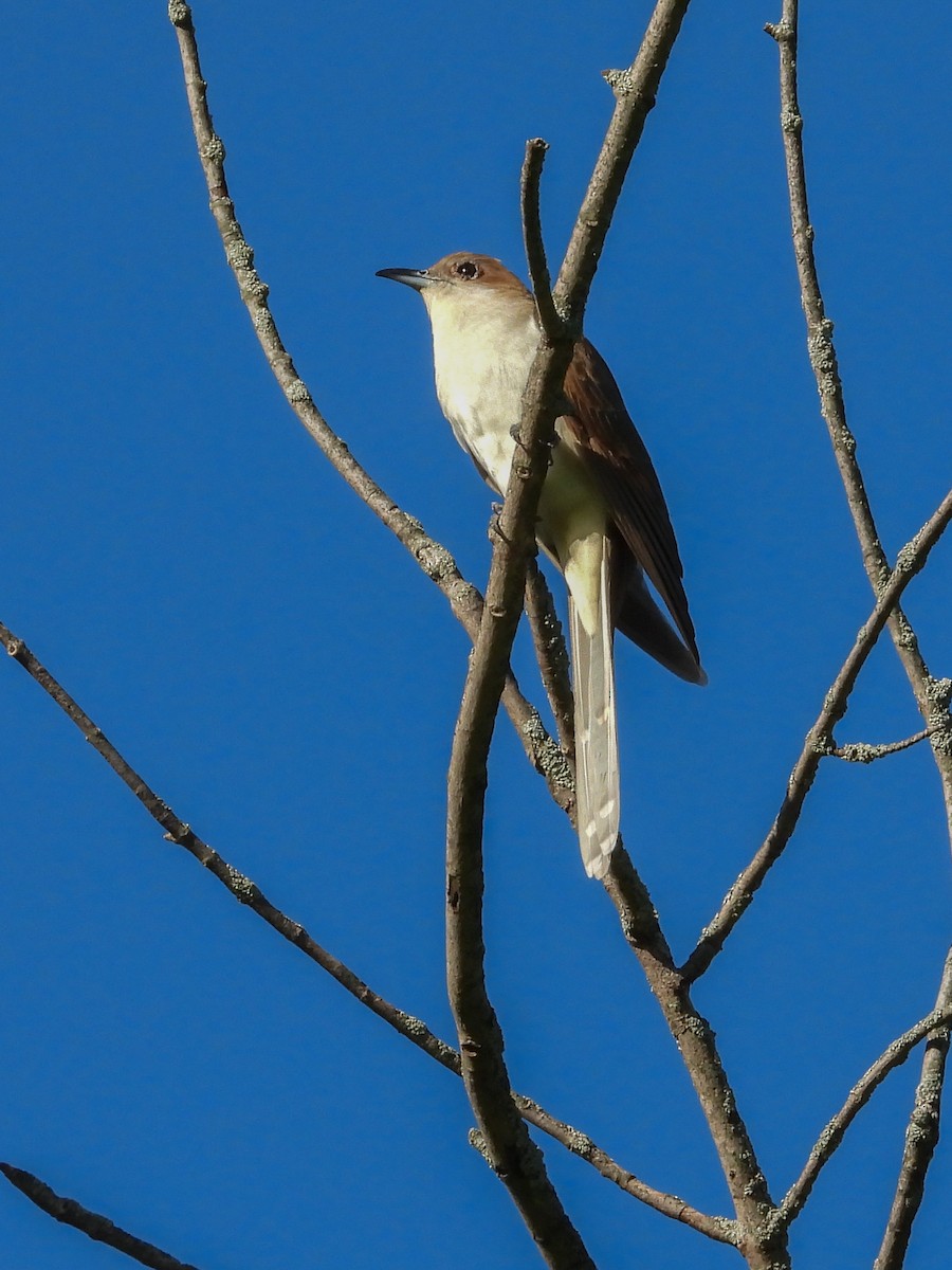 Black-billed Cuckoo - Ellen Star