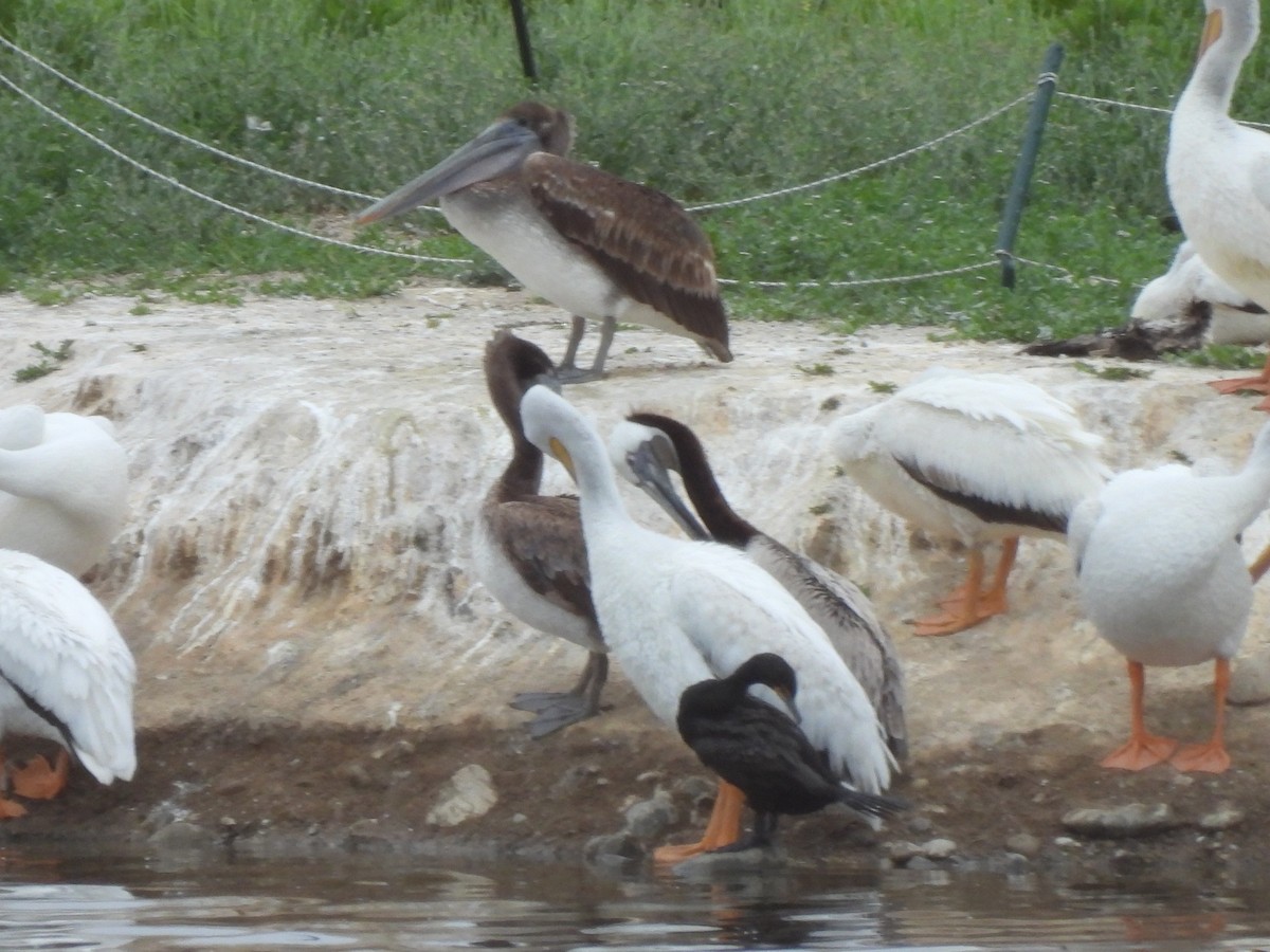 Brown Pelican - Kiandra Mitchell