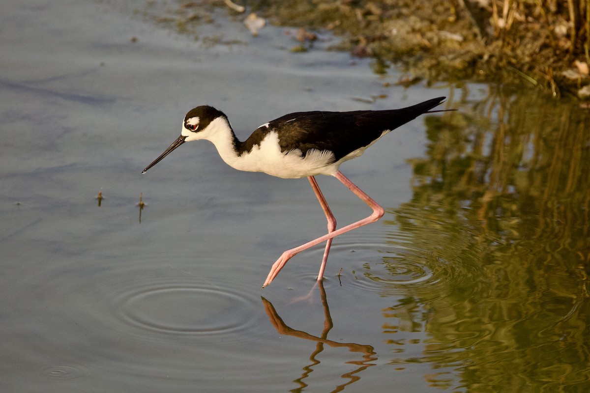 Black-necked Stilt - ML619604124