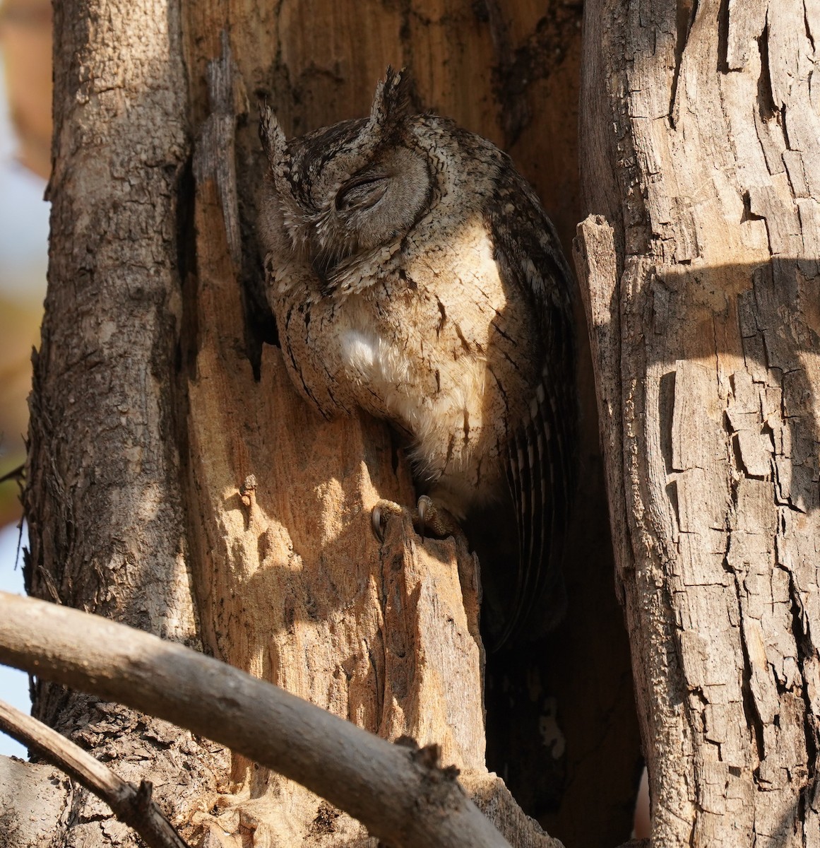 Indian Scops-Owl - ML619604128