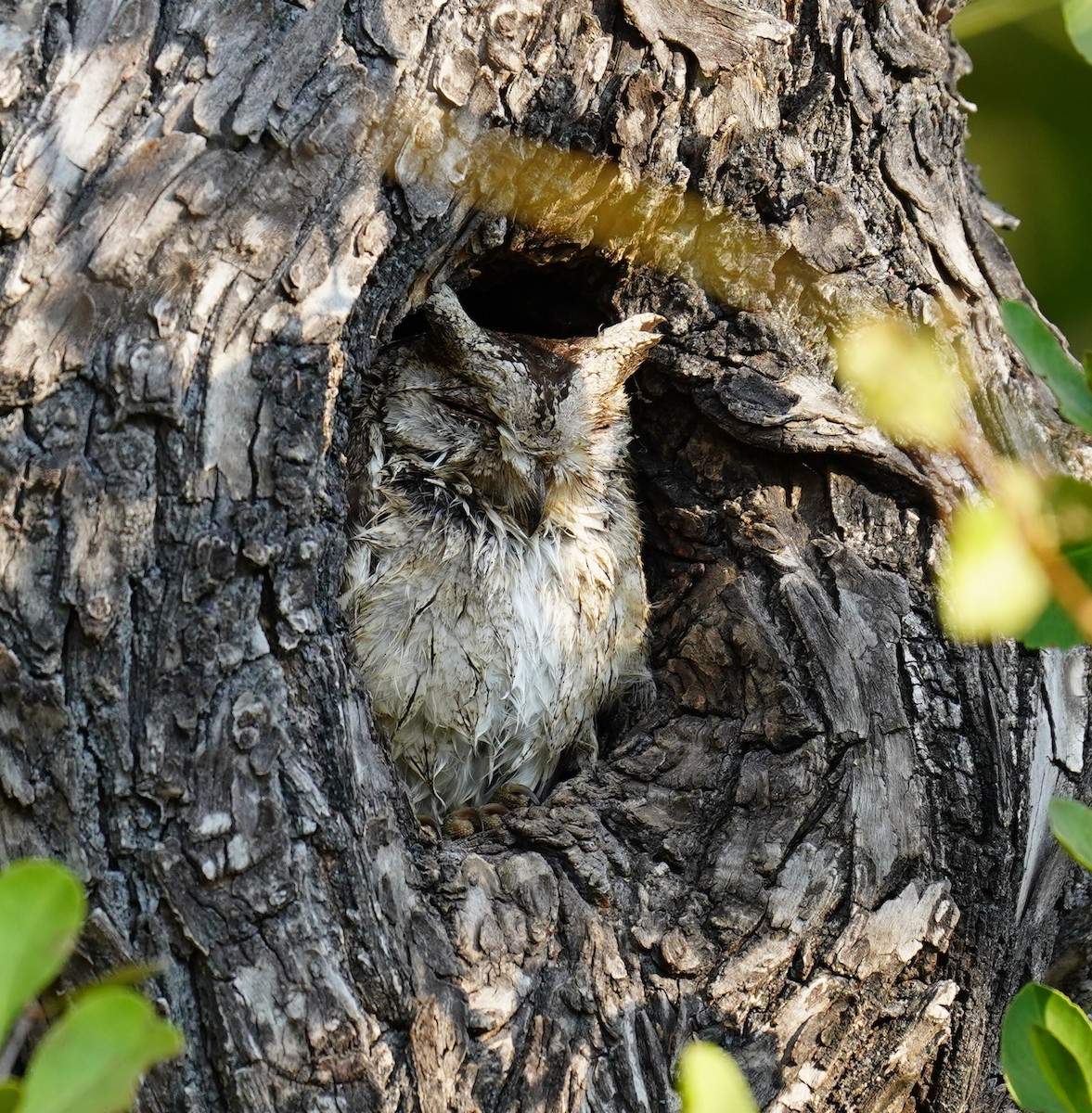 Indian Scops-Owl - ML619604129