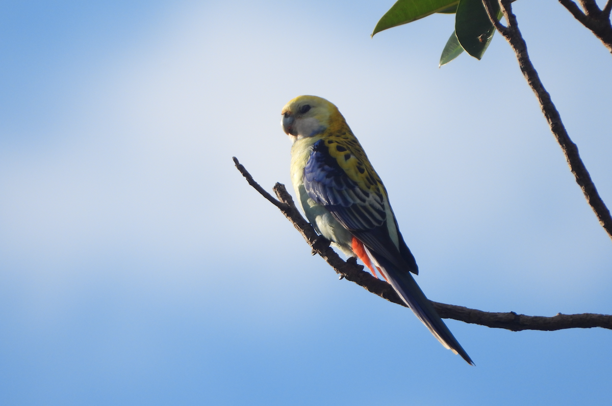 Pale-headed Rosella - Alfred McLachlan-Karr