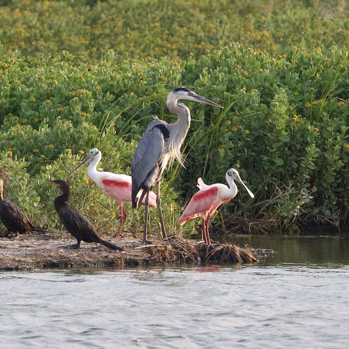 Roseate Spoonbill - Matt Wier