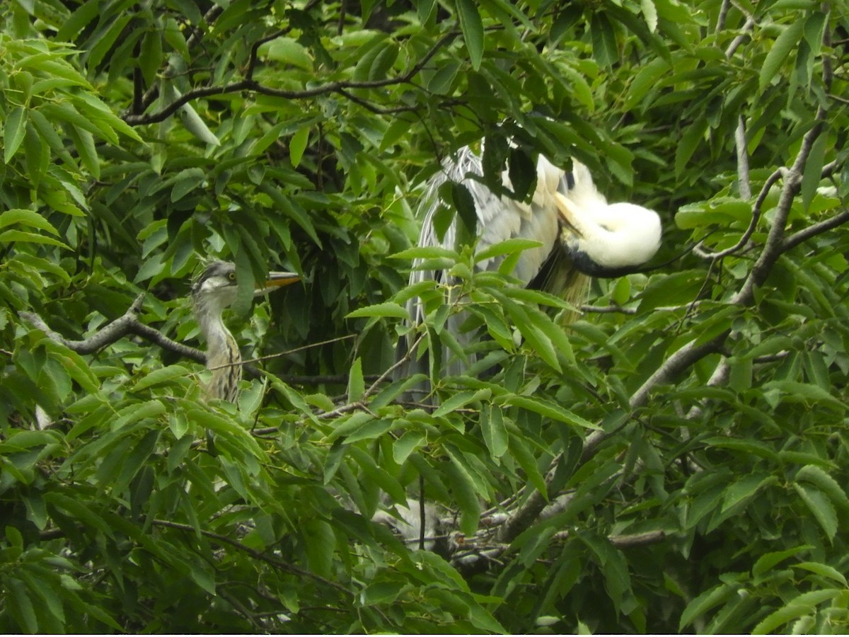 Gray Heron - Takayuki Uchida