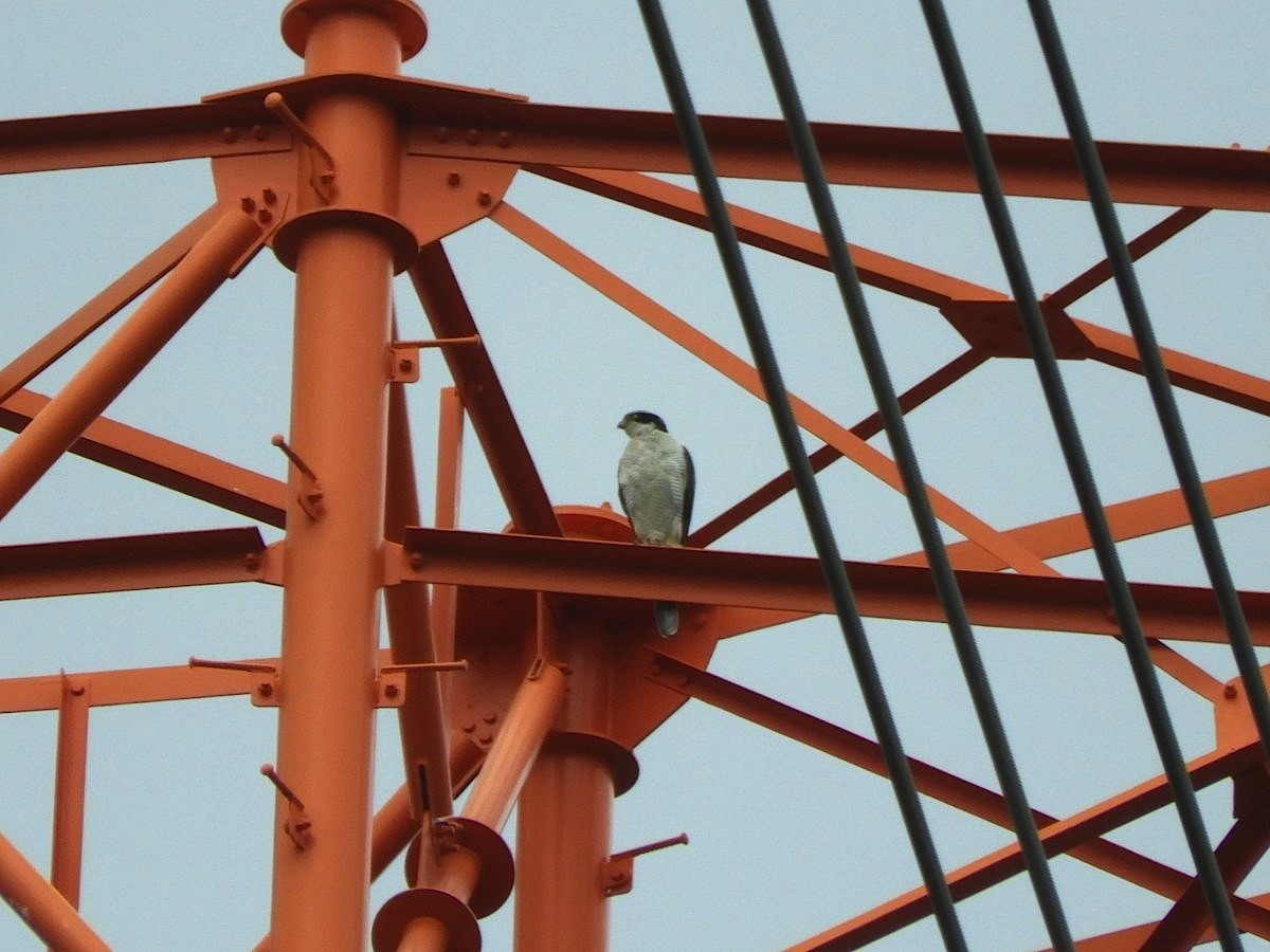 Eurasian Goshawk - Takayuki Uchida