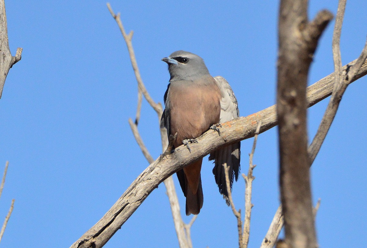 White-browed Woodswallow - Peter Dunstan