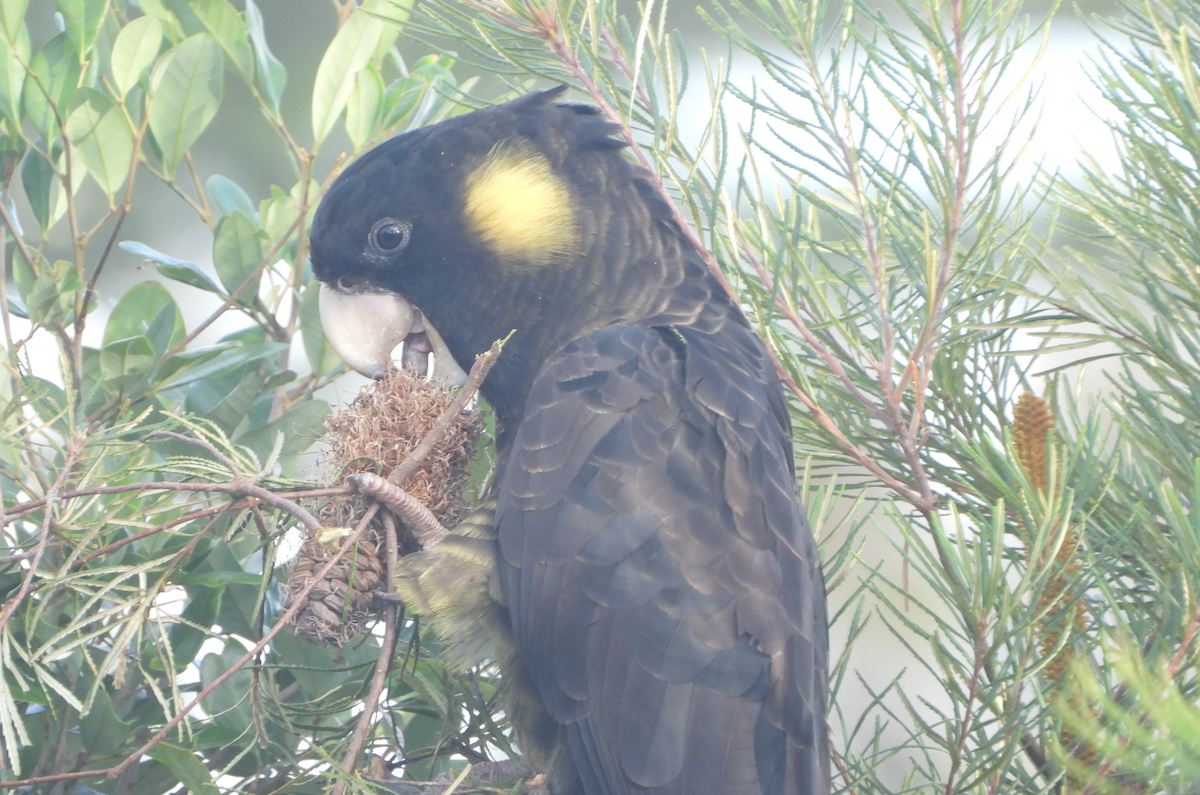 Yellow-tailed Black-Cockatoo - Alfred McLachlan-Karr