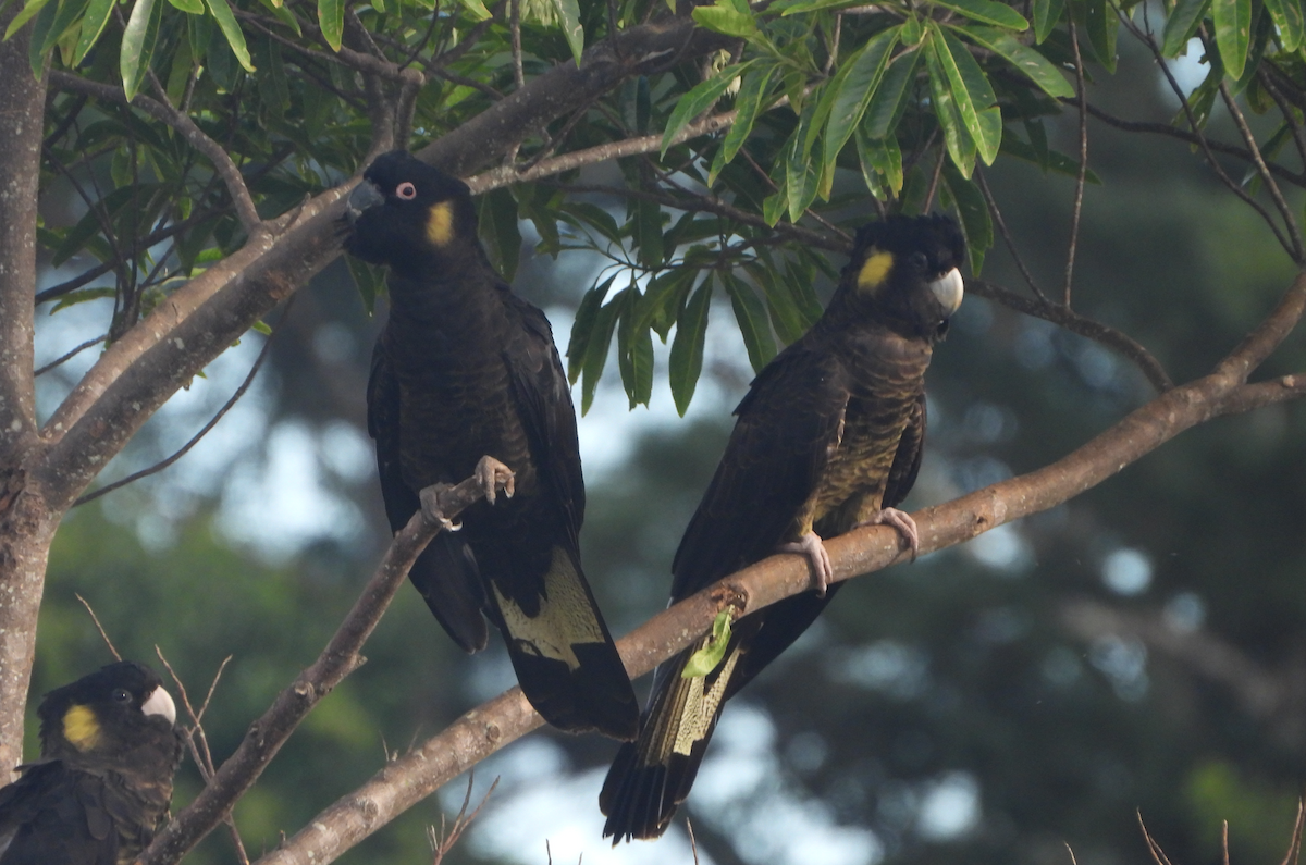 Yellow-tailed Black-Cockatoo - Alfred McLachlan-Karr