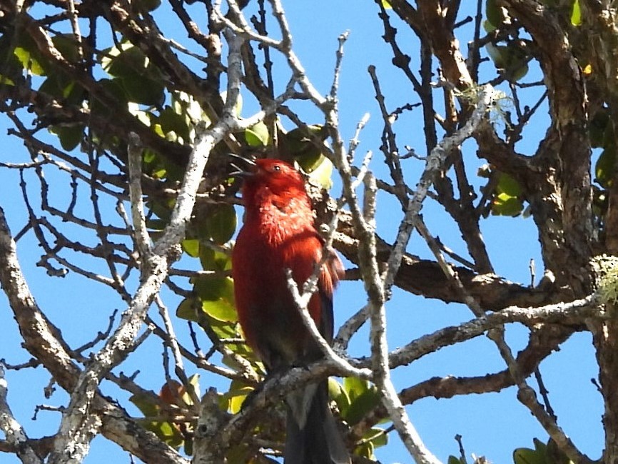 Apapanekleidervogel - ML619604184