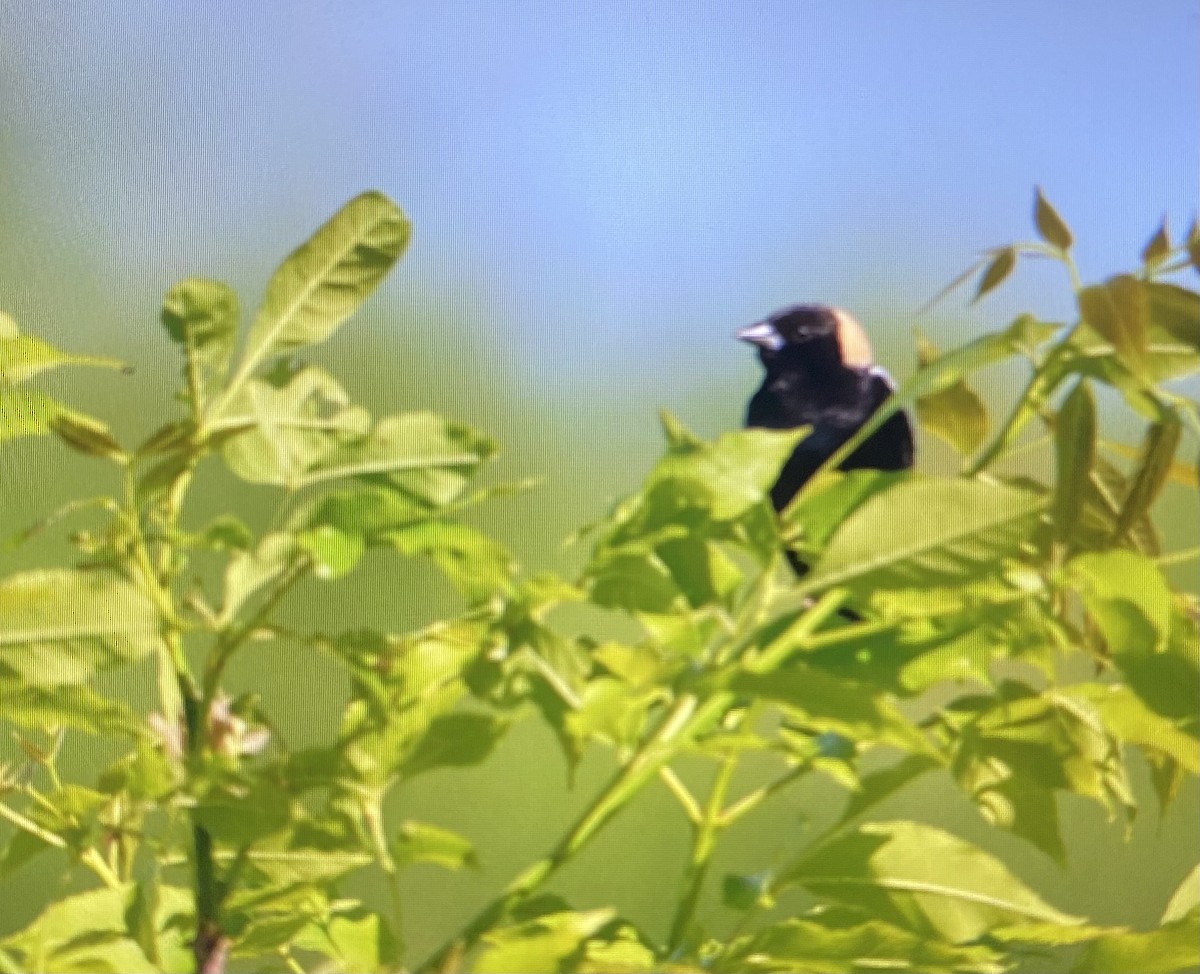 bobolink - ML619604186