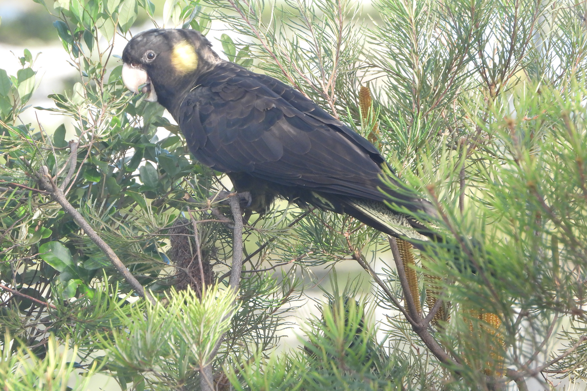 Yellow-tailed Black-Cockatoo - Alfred McLachlan-Karr