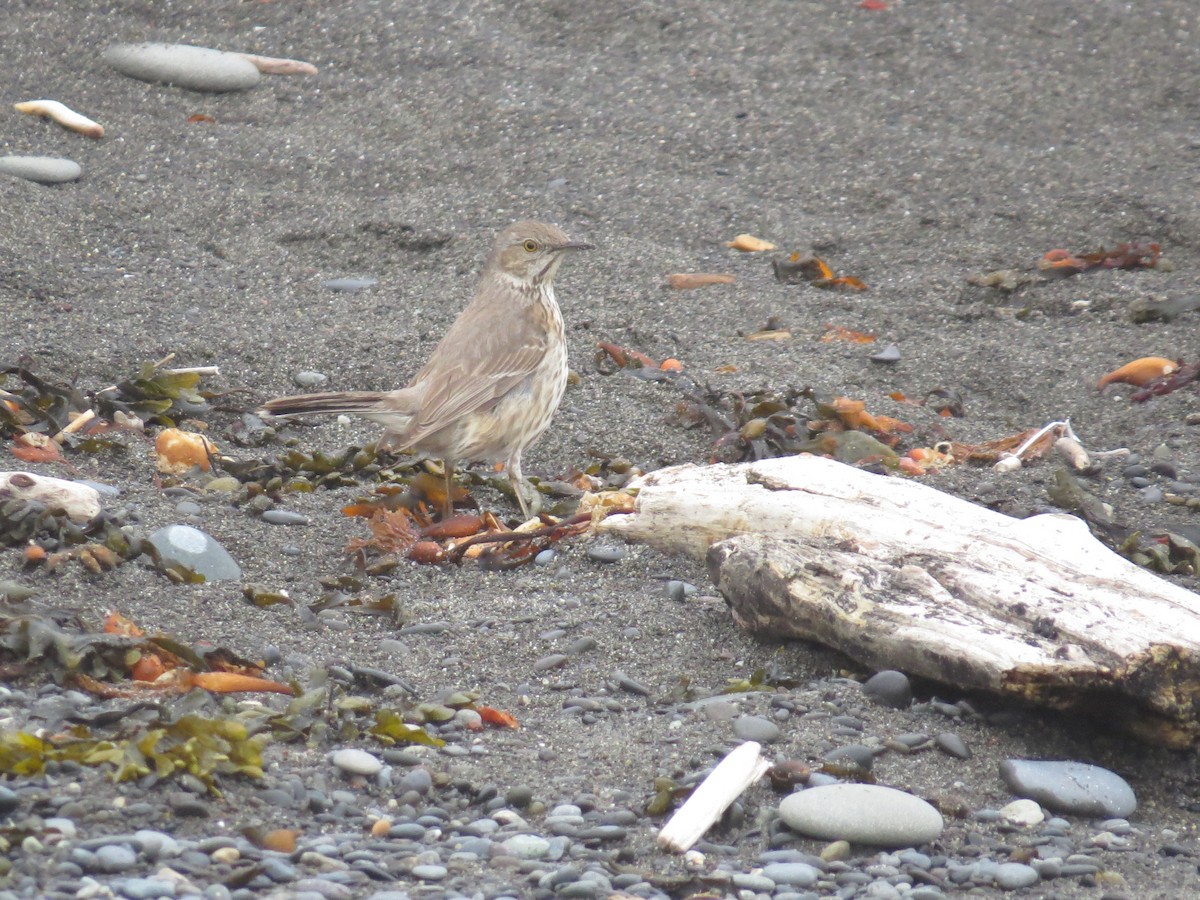 Sage Thrasher - Edward Allen