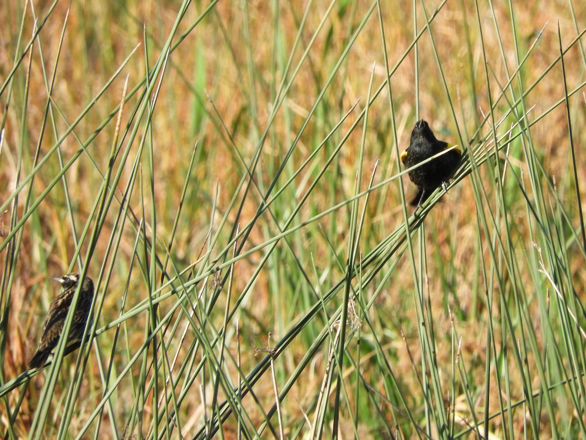 Yellow-winged Blackbird - inés otero