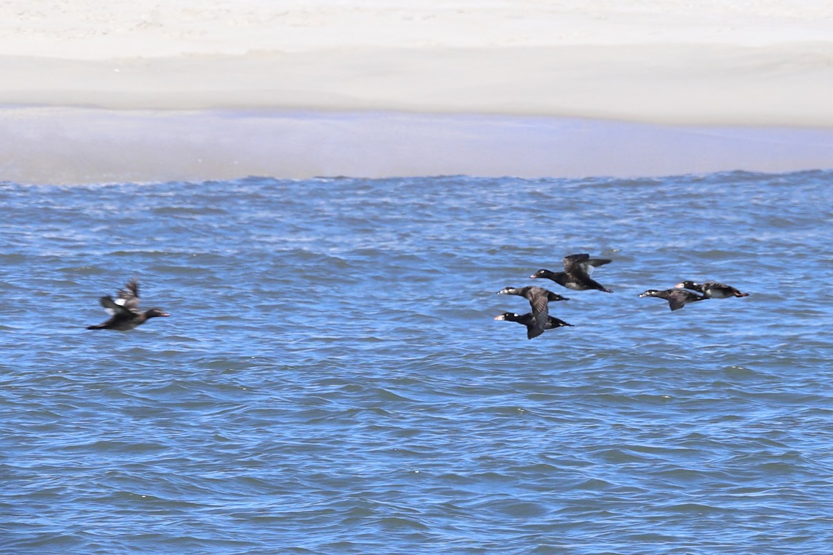 White-winged Scoter - Darcy Pinotti