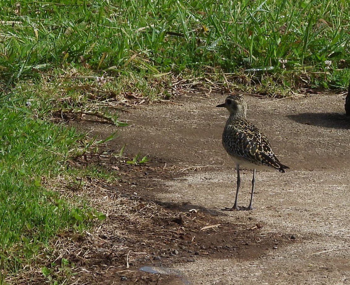 Pacific Golden-Plover - Maria Sabatini