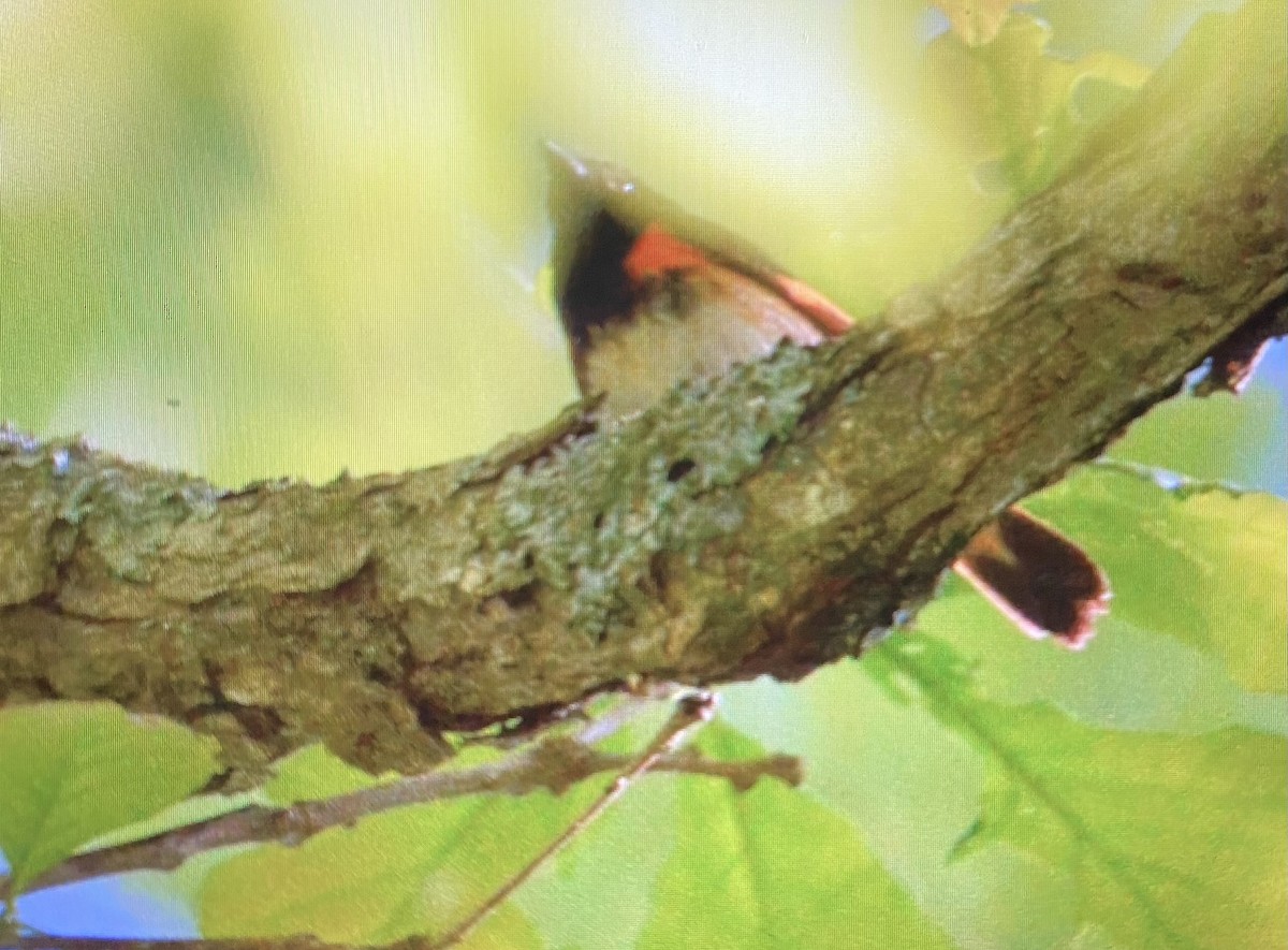 American Redstart - Madaid Lopez