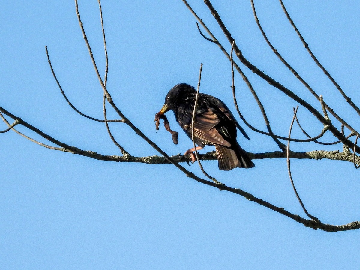 European Starling - Ellen Star